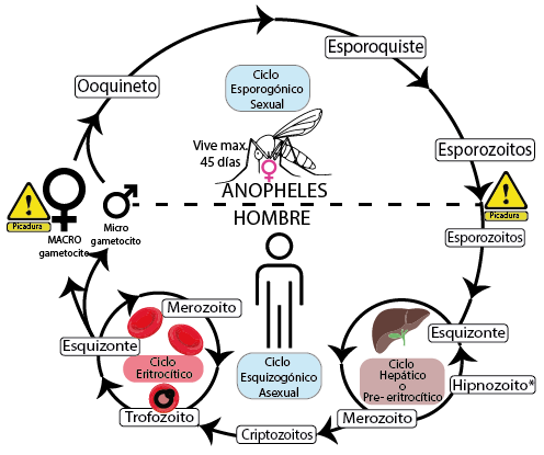 célula del parásito de la malaria