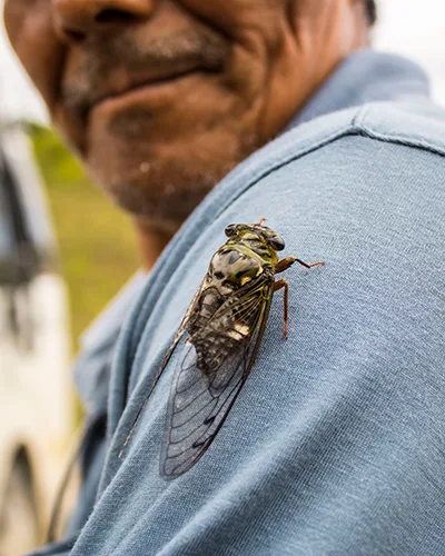 Retrato de una persona del territorio con un insecto posado en el hombro